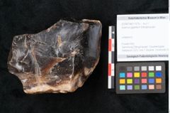 Foto (Objekt + Etikett) von Quercus gigantum Ettingshausen (NHMW-GEO-2024-0188-11579)